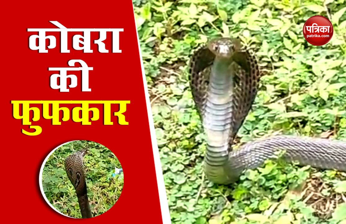 कुएं में कोबरा सांप, बाहर निकलते मारी फुफकार