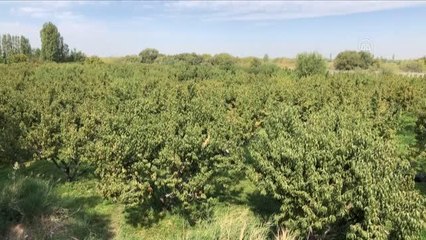 Iğdır şeftalisi Doğu Anadolu'da tezgahları süslüyor
