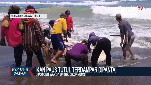Ikan Paus Tutul Terdampar, Dikonsumsi Warga Cianjur