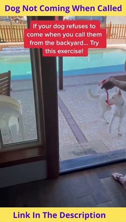 Dog not coming when called | How To Solve This Problem