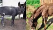 Puy-de-Dôme : un refuge accueille plus de 300 ânes maltraités ou abandonnés