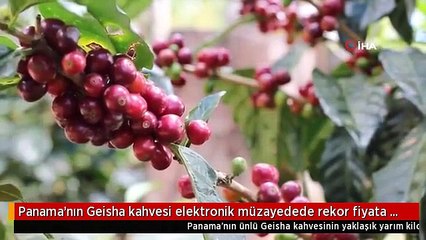 panamanin-geisha-kahvesi-elektronik-muzayedede-rekor-fiyata-satildi-51e68a61.mp4