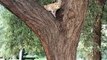 Cat on tree - For catching squirrels the cat climbs a tree