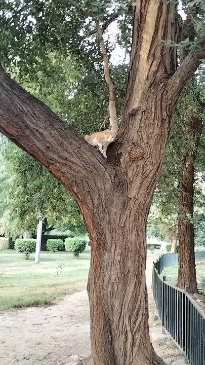 Cat on tree - For catching squirrels the cat climbs a tree