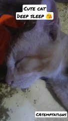 cute cat on a deep sleep just so lovely  2021