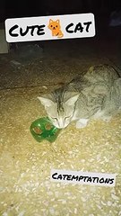 cute cat so hungry so she eats so comfortably ❤❤