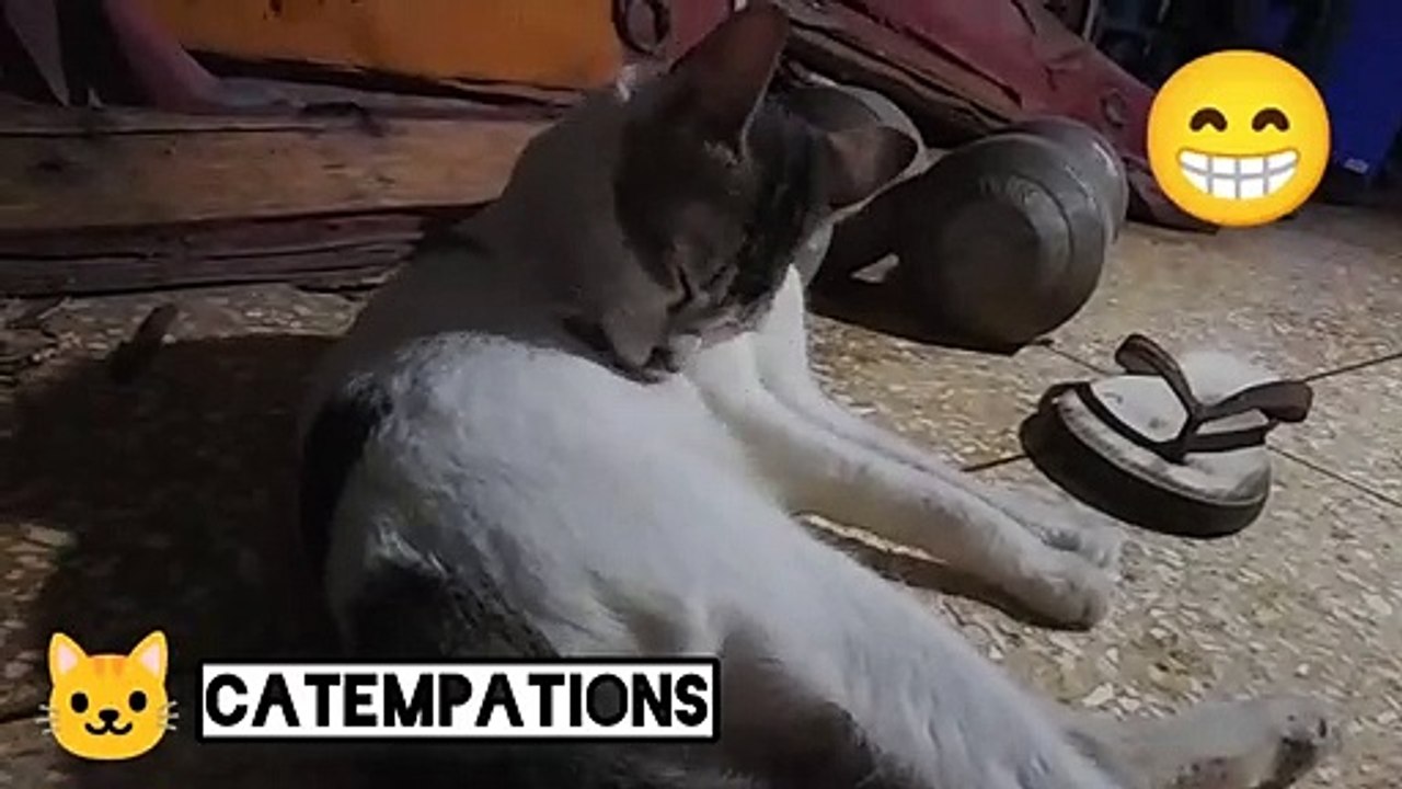 this cat busy on himself just so cute ☺