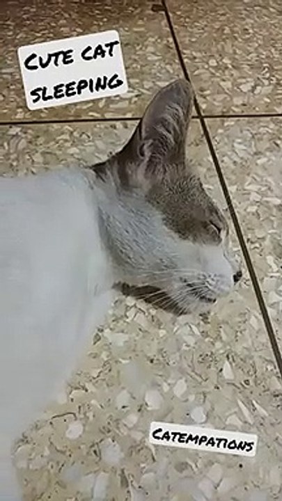 cute cat on a lovely deep sleep 2021 ❤