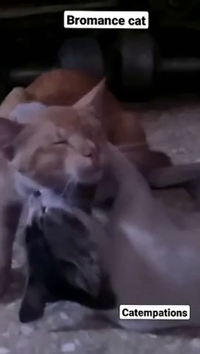 two male cat playing cutely with each other (bromance) 2021