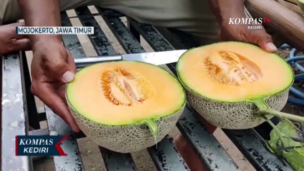 Tinggalkan Profesi Honorer, Pemuda Jadi Jutawan Dari Bertanam Melon