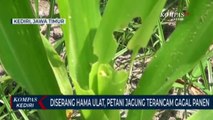 Diserang Hama Ulat, Petani Jagung Terancam Gagal Panen