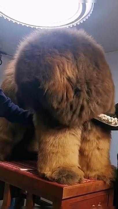 Un dogue du Tibet