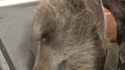 Araç çarpması sonucu bacakları kırılan yavru ayı ameliyata alındı