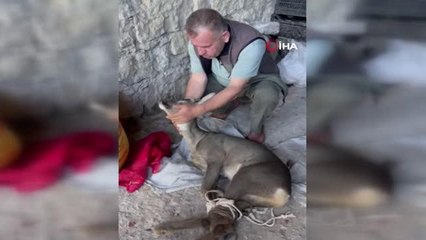 Köpeklerin saldırısına uğrayan karacayı köylüler kurtardı