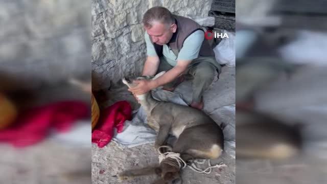 Köpeklerin saldırısına uğrayan karacayı köylüler kurtardı