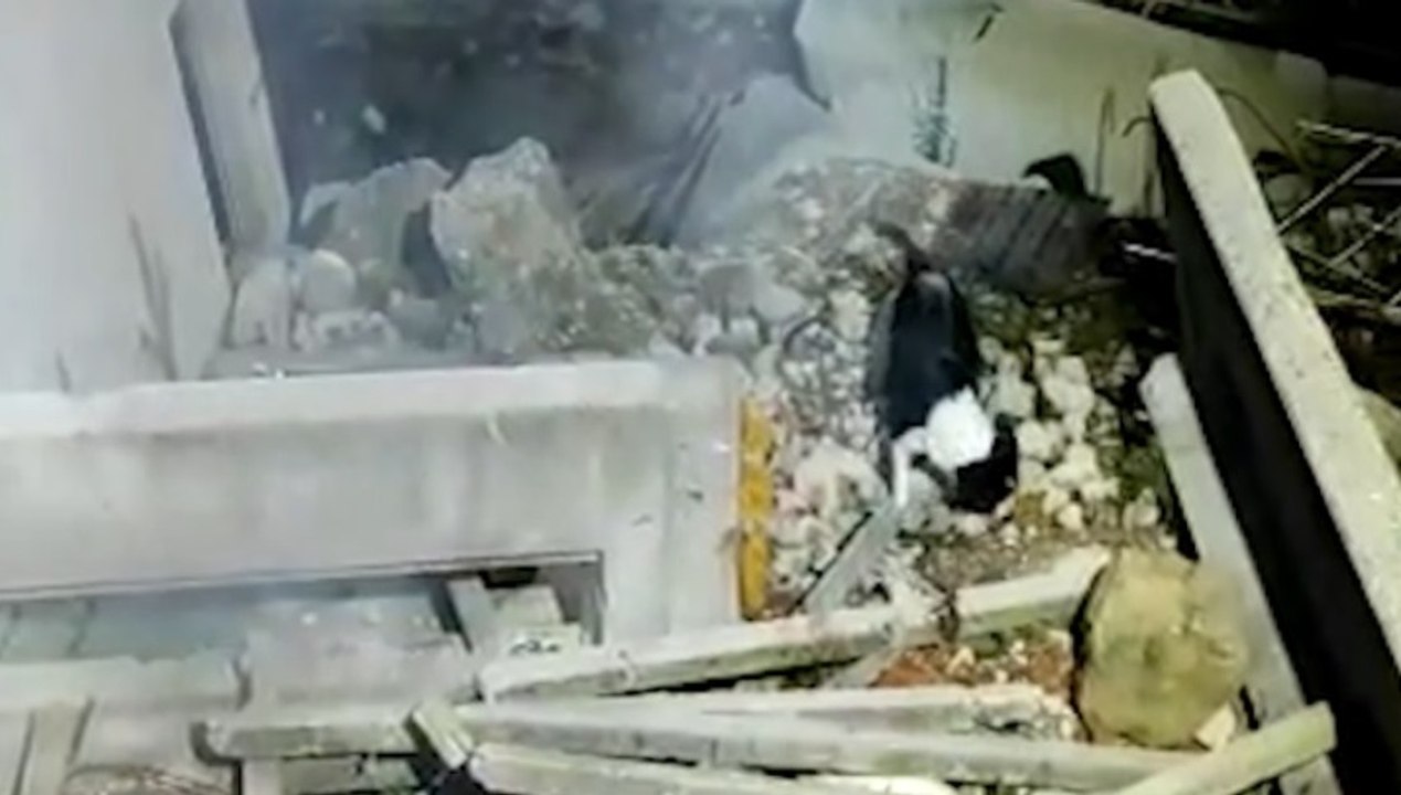 Belluno - Addestramento cani dei Vigili del Fuoco per ricerca dispersi tra macerie (27.09.21)