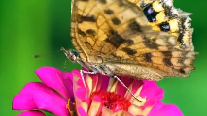 Relaxing music with Nature - Butterfly effect 4