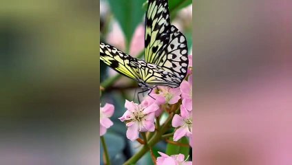 Relaxing music with Nature - Butterfly effect 3