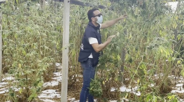 Gela (CL) - Scoperta piantagione con 1000 piante di marijuana: valore 3,5 milioni (27.09.21)