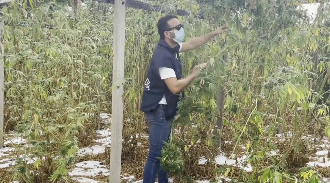 Gela (CL) - Scoperta piantagione con 1000 piante di marijuana: valore 3,5 milioni (27.09.21)