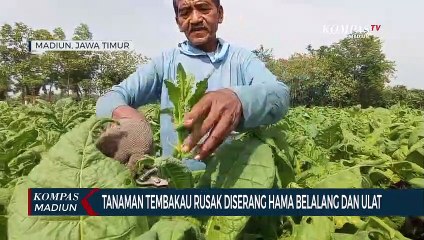 Tanaman Tembakau Rusak Diserang Hama Belalang Dan Ulat