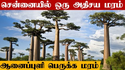 1,20,000 லிட்டர் தண்ணீரை வயிற்றில் சுமக்கும் அதிசய மரம் Baobab Tree | Oneindia Tamil