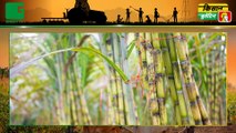 Kisan Bulletin : उत्तर प्रदेश(UttarPradesh) के गन्ना किसानों (SugarCane Farmers) को लिए बड़ी खुशखबरी, सरकार ने बढ़ाए गन्ने के दाम (FRP Of Sugarcane) | Green TV