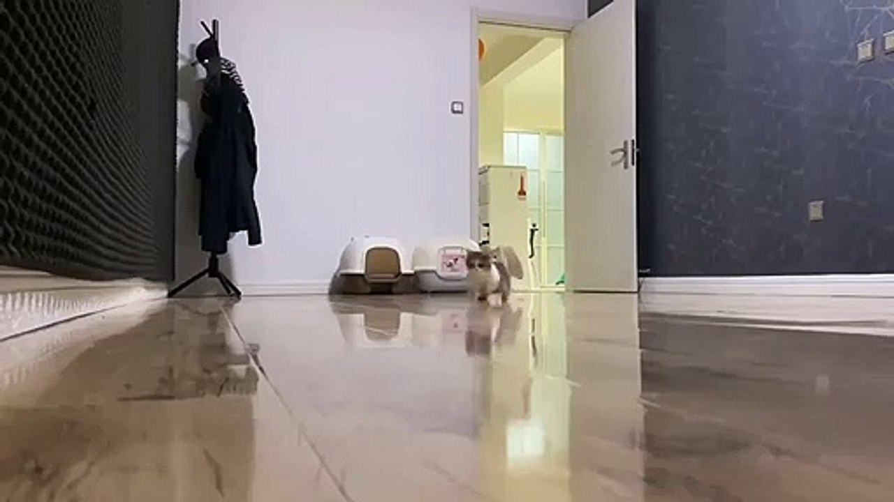 #cat #funny