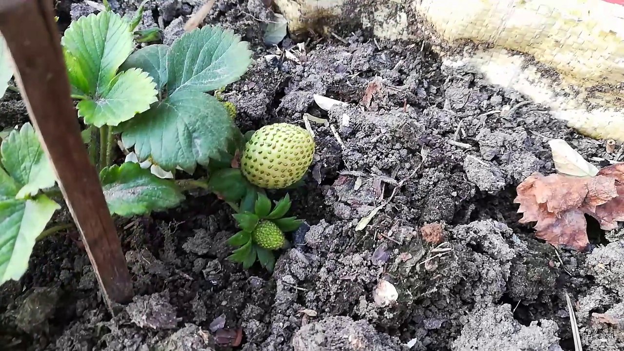Grow Strawberries in pot | Organic Fruits