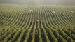 El viñedo francés acelera su transformación frente al cambio climático