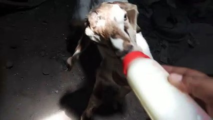 the sheep drink milks