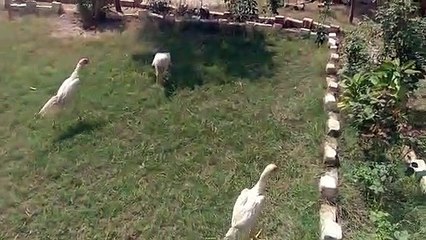 white aseel adults beauty