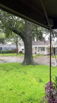 Tree Starts to Split During Hurricane Ida