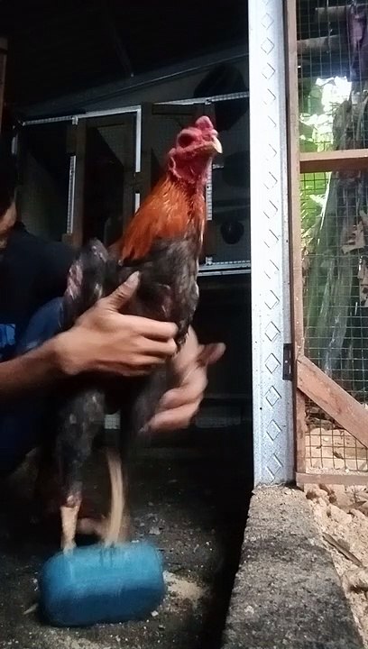 Ternak ayam