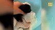 Perrita adopta a un gatito abandonado de cinco días de nacido luego de que fuera atacado por unos ratones