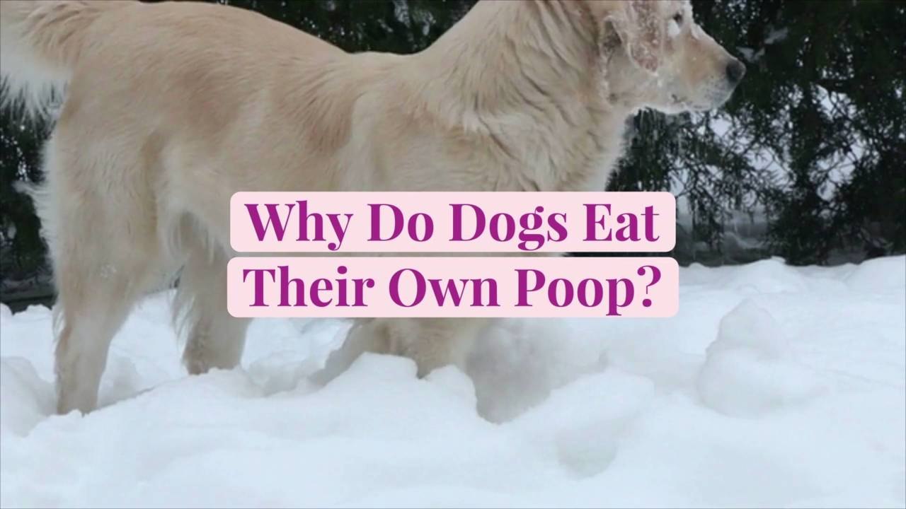 Why Do Dogs Eat Their Own Poop?