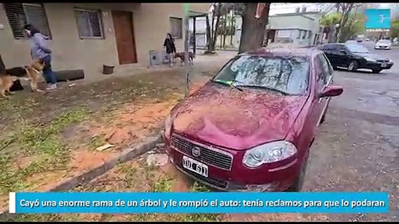 Cayó una enorme rama de un árbol y le rompió el auto tenía reclamos para que lo podaran
