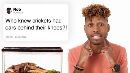 Bug Expert Answers Insect Questions From Twitter