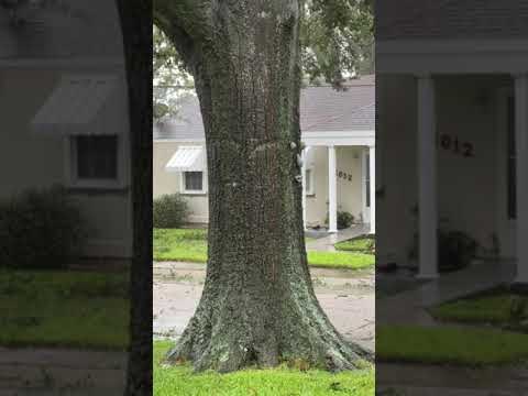 Tree Starts to Split During Hurricane Ida