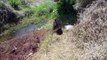 Bombeiros socorrem cavalo que caiu em riacho no Morumbi