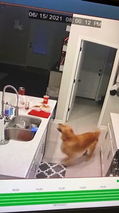 Golden Retriever Takes a Single Chicken Finger