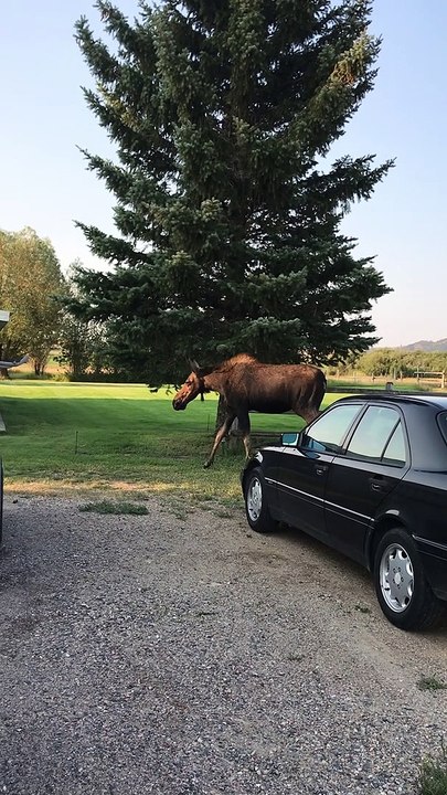 Mama Moose Looks and Calls for Calf After Getting Separated