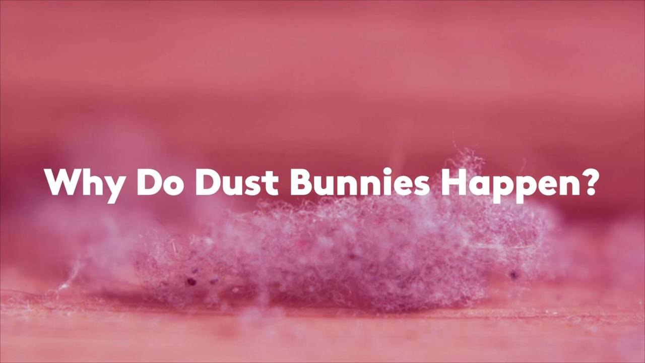 Why Do Dust Bunnies Happen?