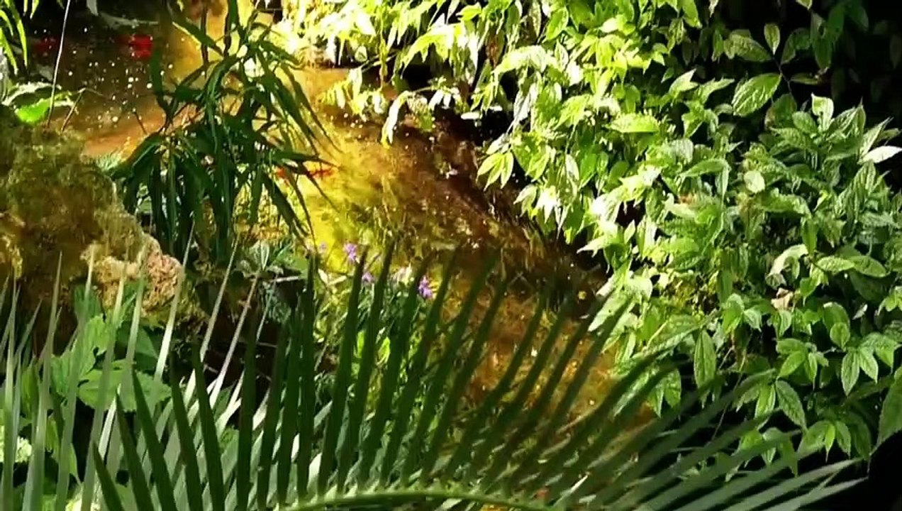 Video FOREST - SelflessLove
