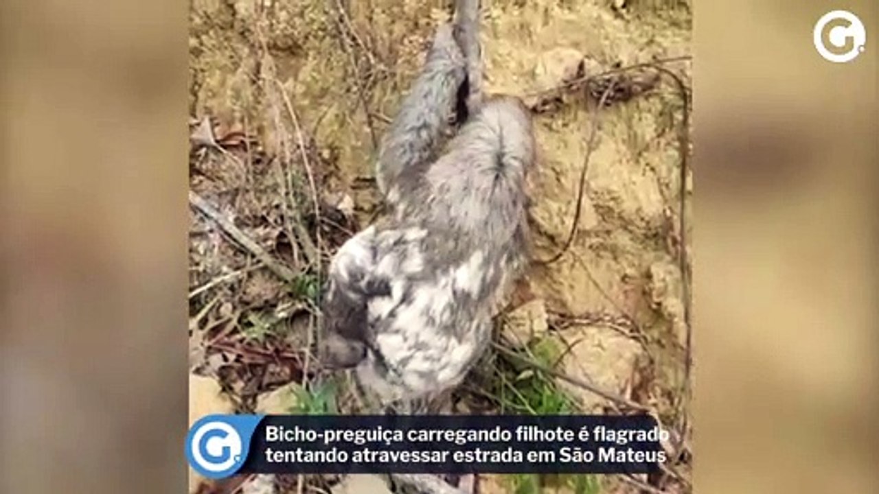 Bicho-preguiça carregando filhote é flagrado tentando atravessar estrada em São Mateus