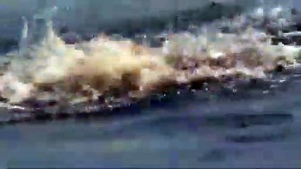 buaya memangsa ular sawa