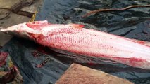 Amazing Big Catfish Cutting Skills Live Fish Market ( 720 X 1280 )