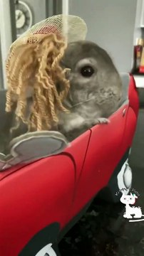 shorts 3 titanic | Funny Cat videos | Funny animal videos | Funny pet videos | Cute kitten videos | Funny videos