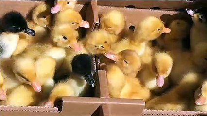 Dünyanın En Tatlı Varlıkları