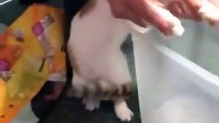 Funniest Cat Videos That Will Make You Laugh - Funny Cats